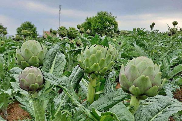 Tác dụng của hoa atiso đối với sức khỏe