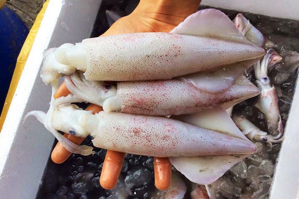 Cách chọn mực trứng tươi ngon