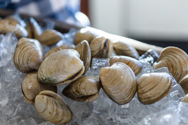 Cách Chọn Ngao (Nghêu) Tươi Ngon