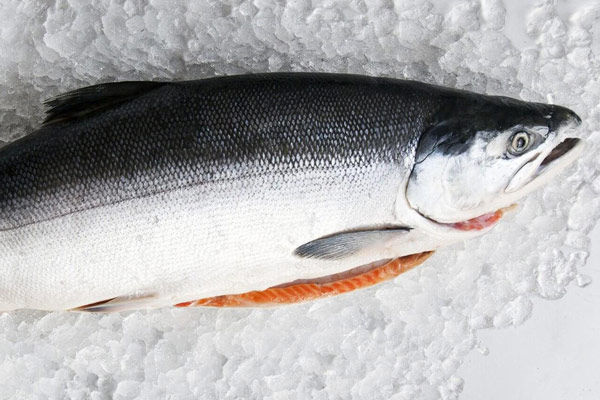 Mẹo chọn đầu cá hồi tươi và ngon