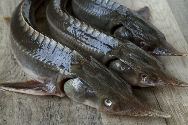 Cách Chọn Mua Cá Tầm Tươi Ngon