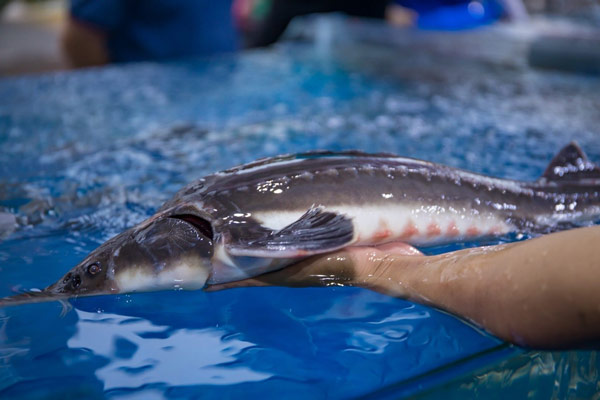 Giá Trị Dinh Dưỡng Của Cá Tầm