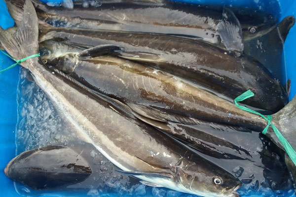 Cách chọn cá bóp ngon