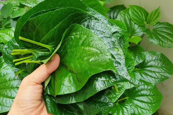 Cách Chọn Mua Lá Lốt Tươi Ngon