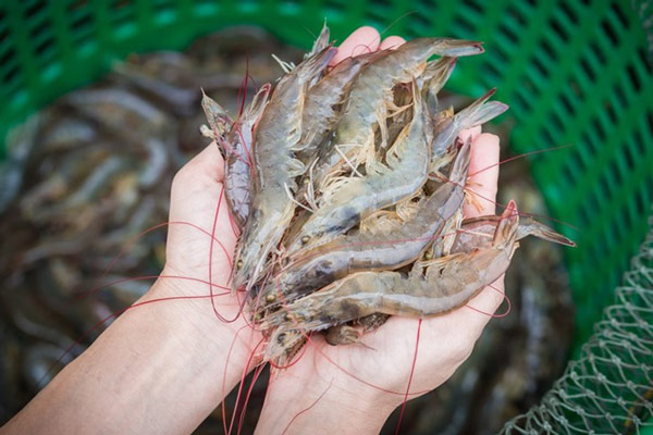 Mẹo chọn tôm tươi