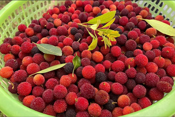 Quả Thanh Mai Có Giá Bao Nhiêu?