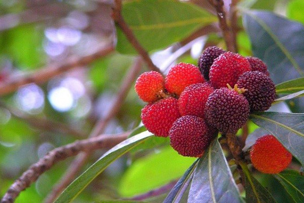 Quả Thanh Mai Là Gì?