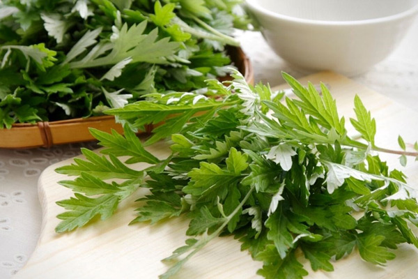 Lá ngải cứu nên mua những ngọn tươi xanh